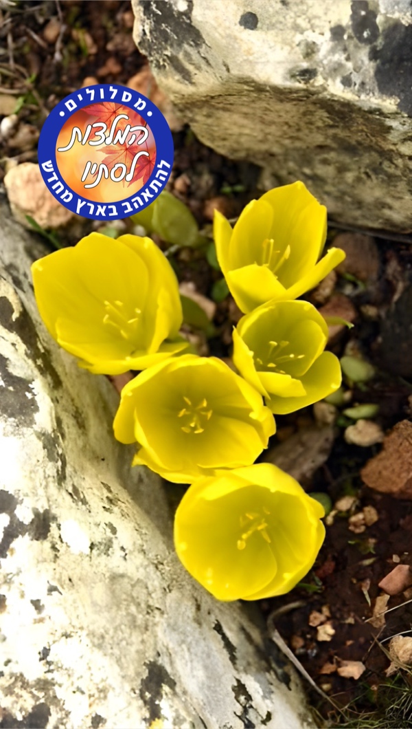 דיווחי פריחה סתיו 2025 - החלמוניות, הסתווניות והנרקיסים צובעים את הארץ מחדש