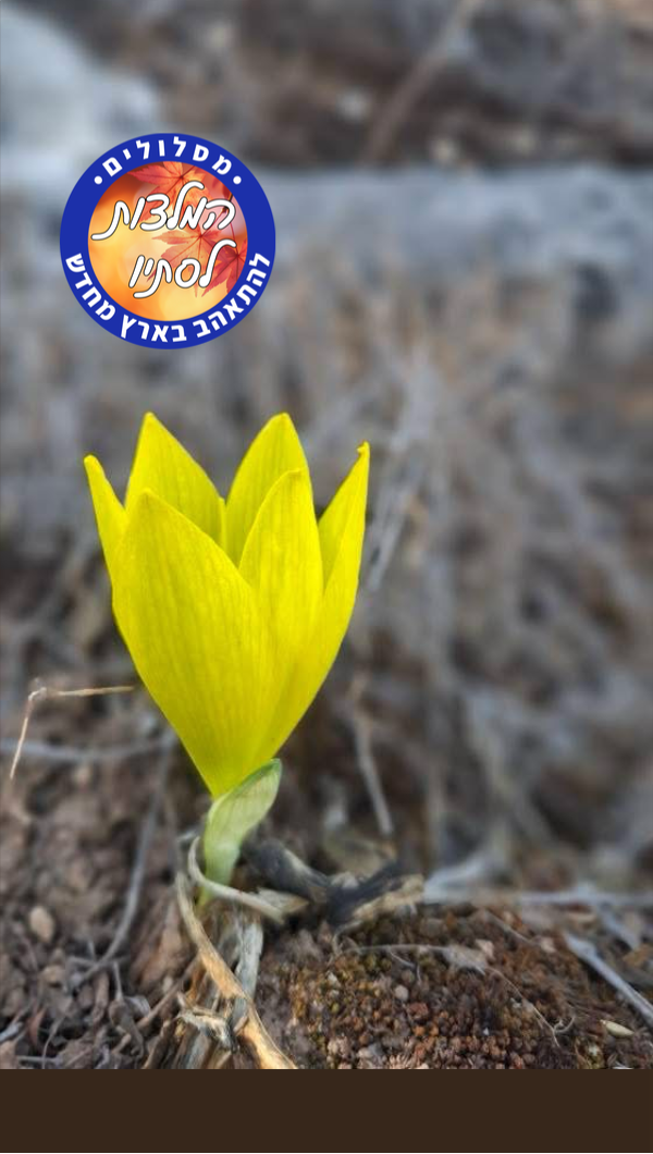 פריחת חלמוניות מעל ערוץ נחל קטלב