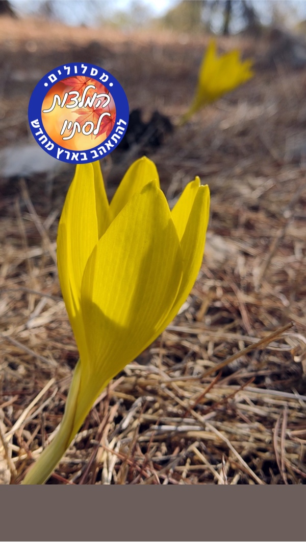 פריחת חלמוניות סמוך ליישוב שני-ליבנה ביער יתיר